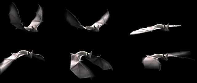 ciclo-animazione-pipistrelli